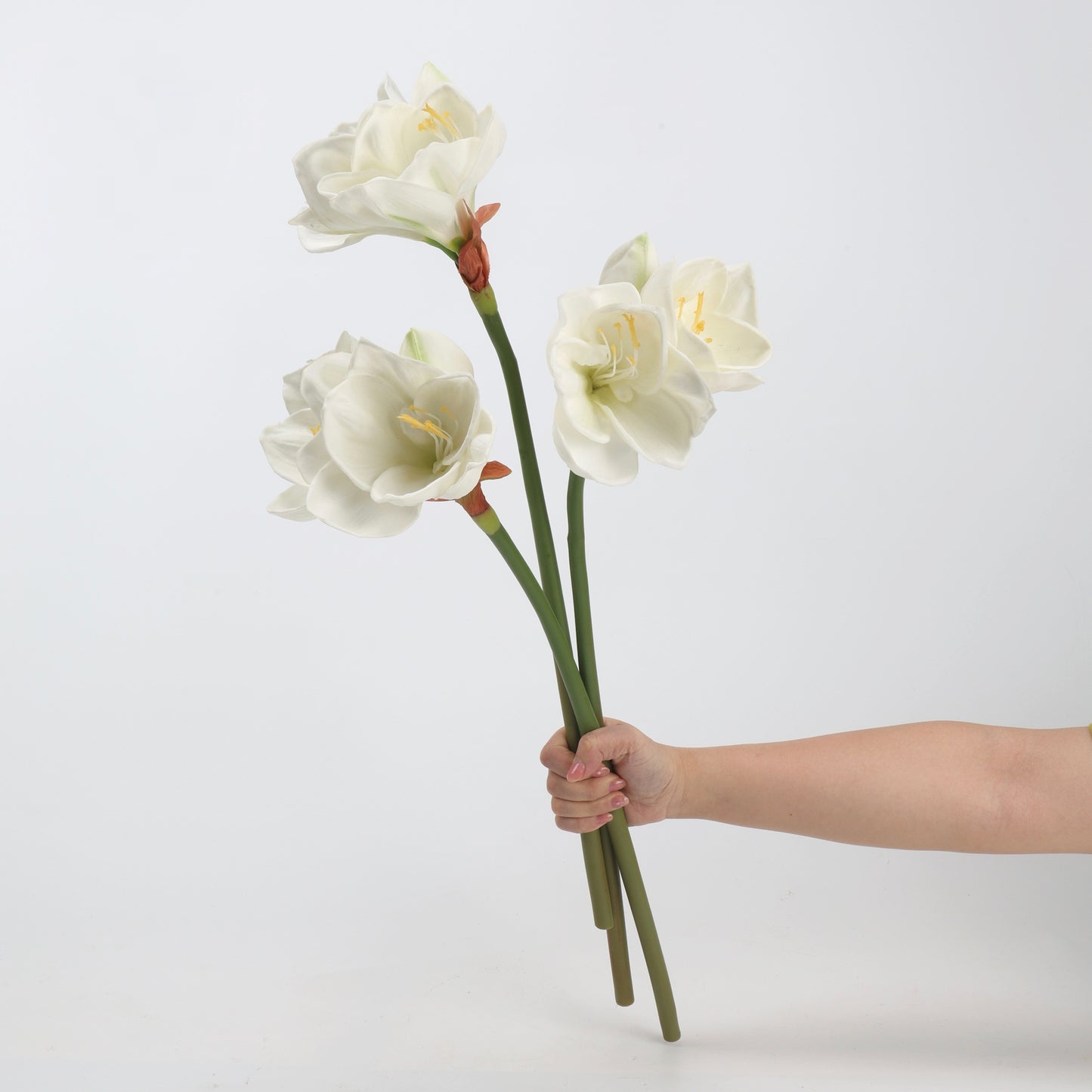 Real Touch Cream White Amaryllis Stem — 2 Blooms, 23"