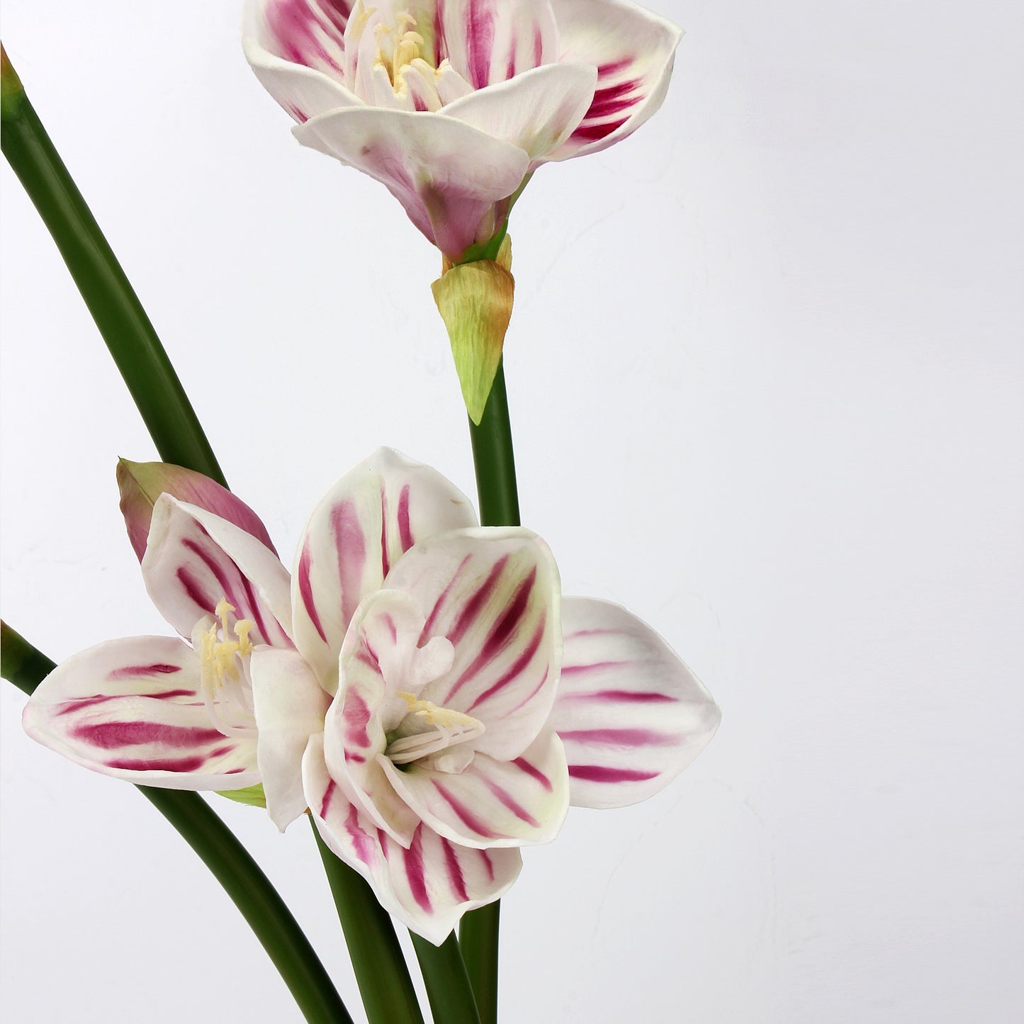 Real Touch Striped Pink Amaryllis Stem — 2 Blooms, 23"