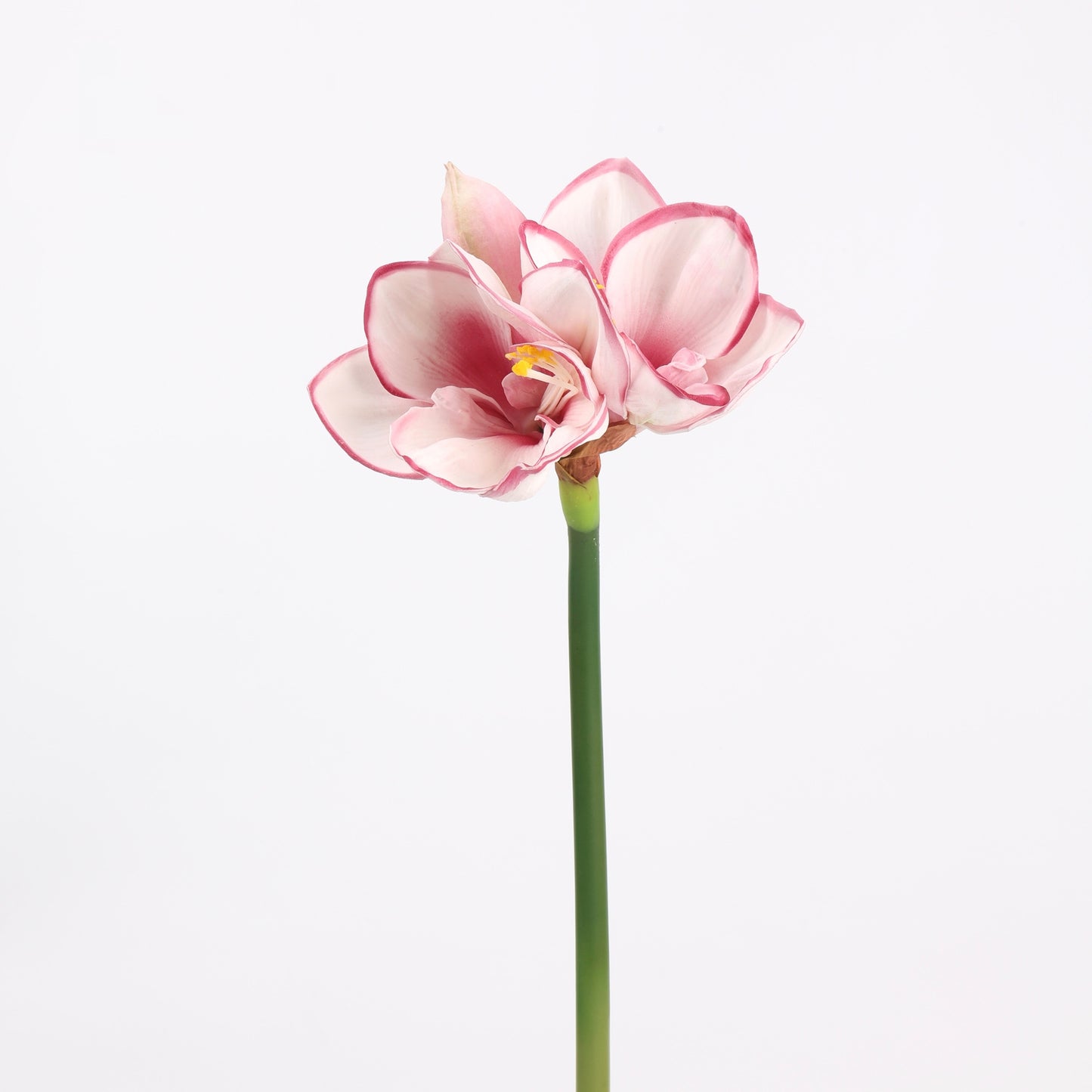 Real Touch Blush Pink Amaryllis Stem — 2 Blooms, 23"