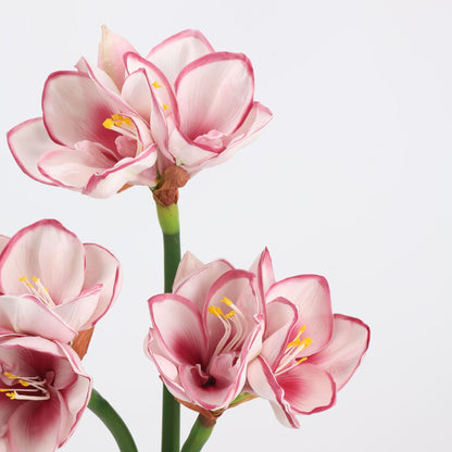 Real Touch Blush Pink Amaryllis Stem — 2 Blooms, 23"