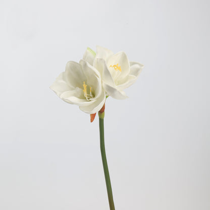 Real Touch Cream White Amaryllis Stem — 2 Blooms, 23"