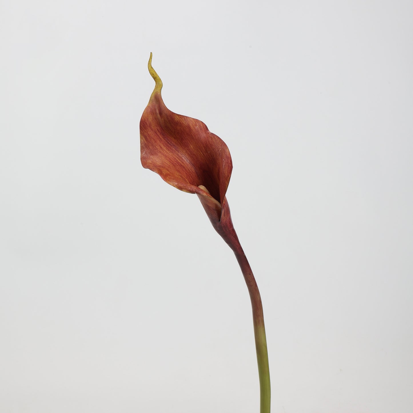 Real Touch Deep Burgundy Calla Lily Stem — 1 Bloom, 21"
