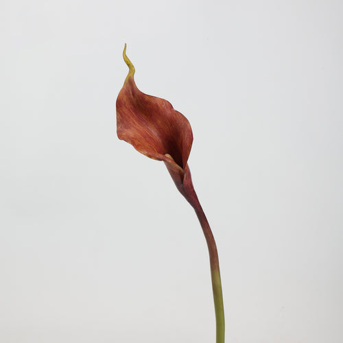 Real Touch Deep Burgundy Calla Lily Stem — 1 Bloom, 21"