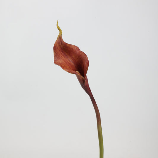 Real Touch Deep Burgundy Calla Lily Stem — 1 Bloom, 21"