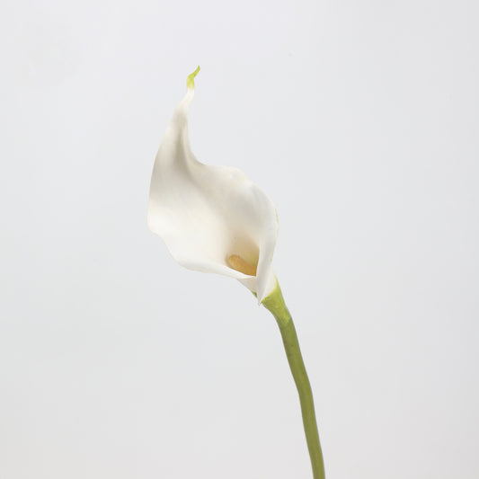 Real Touch Pure White Calla Lily Stem — 1 Bloom, 21"