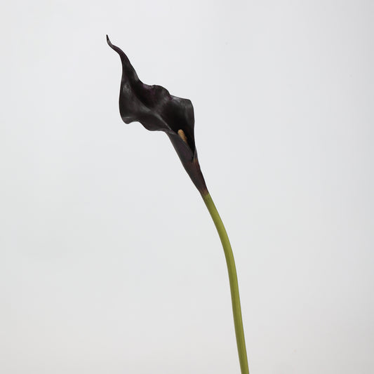 Real Touch Black Calla Lily Stem — 1 Bloom, 21"