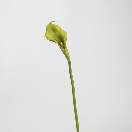 Real Touch Morandi Chartreuse Calla Lily Stem — 1 Bloom, 21"