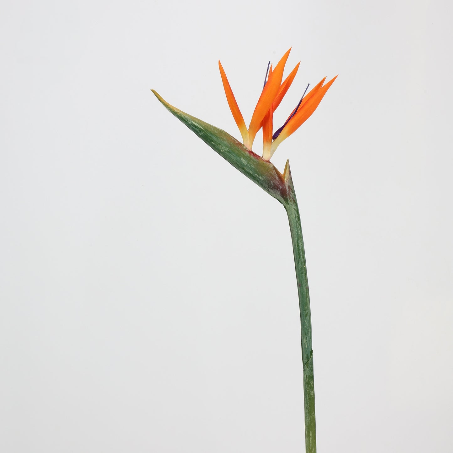 Real Touch Orange Bird of Paradise Stem — 31"