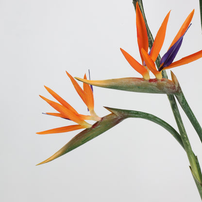 Real Touch Orange Bird of Paradise Stem — 31"