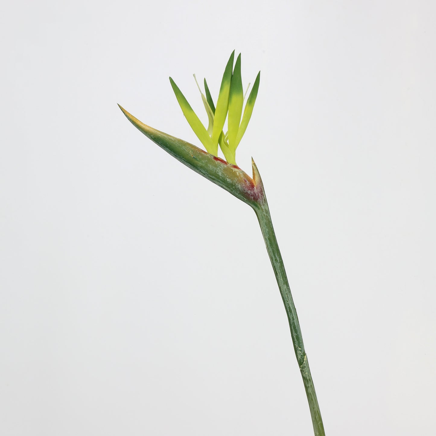 Real Touch Green Bird of Paradise Stem — 31"