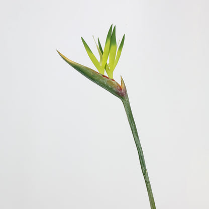 Real Touch Green Bird of Paradise Stem — 31"