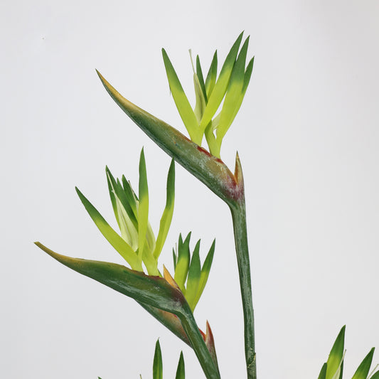 Real Touch Green Bird of Paradise Stem — 31"