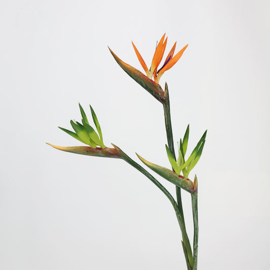 Real Touch Orange Bird of Paradise Stem — 31"