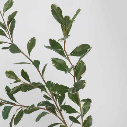 Faux Variegated Buxus Branch Stem 44"
