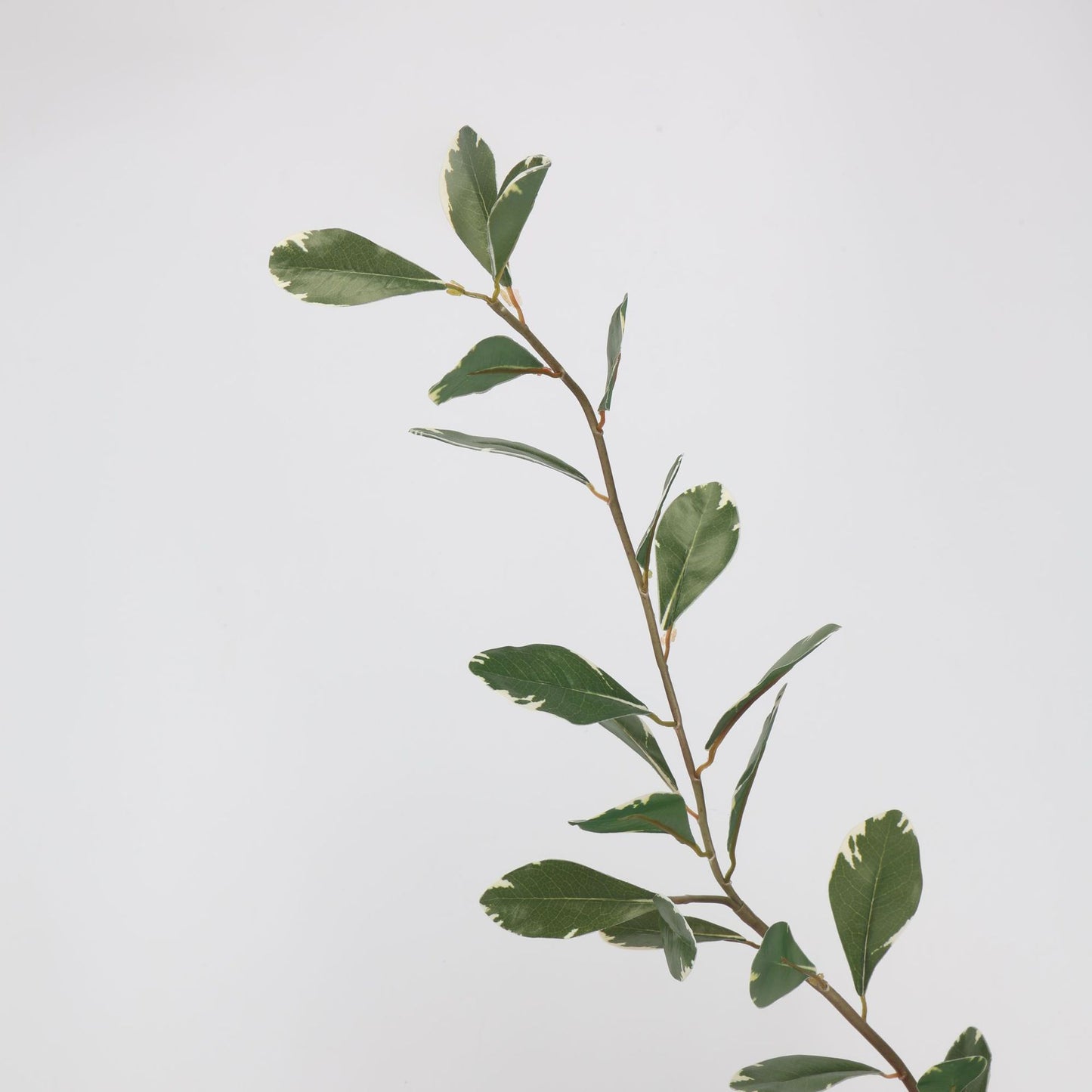 Faux Variegated Buxus Branch Stem 44"