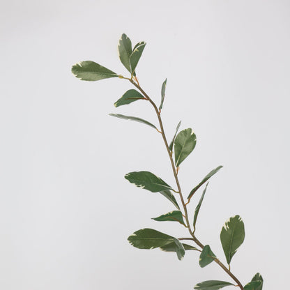 Faux Variegated Buxus Branch Stem 44"