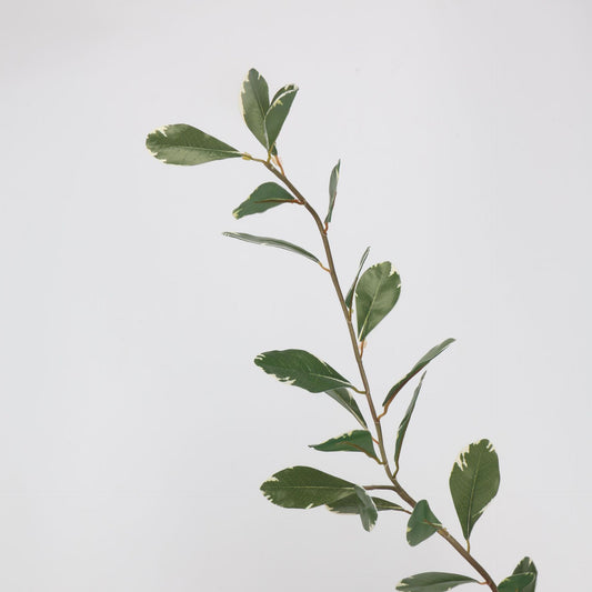 Faux Variegated Buxus Branch Stem 44"