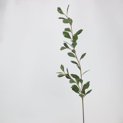 Faux Variegated Buxus Branch Stem 44"