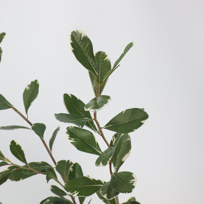 Faux Variegated Buxus Branch Stem 44"
