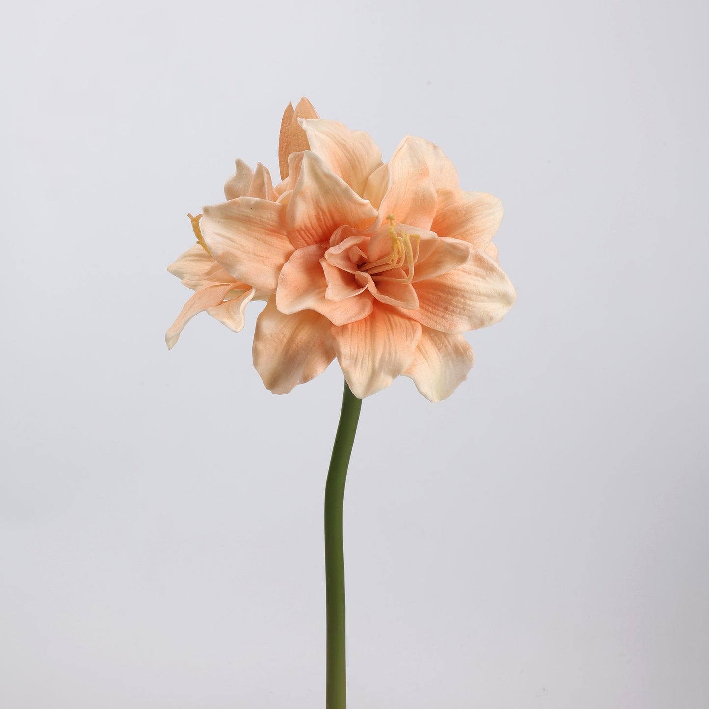Real Touch Peach Amaryllis Stem 23"