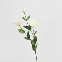 Peony