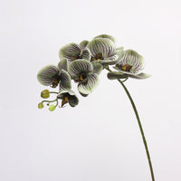 Orchid