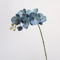 Orchid