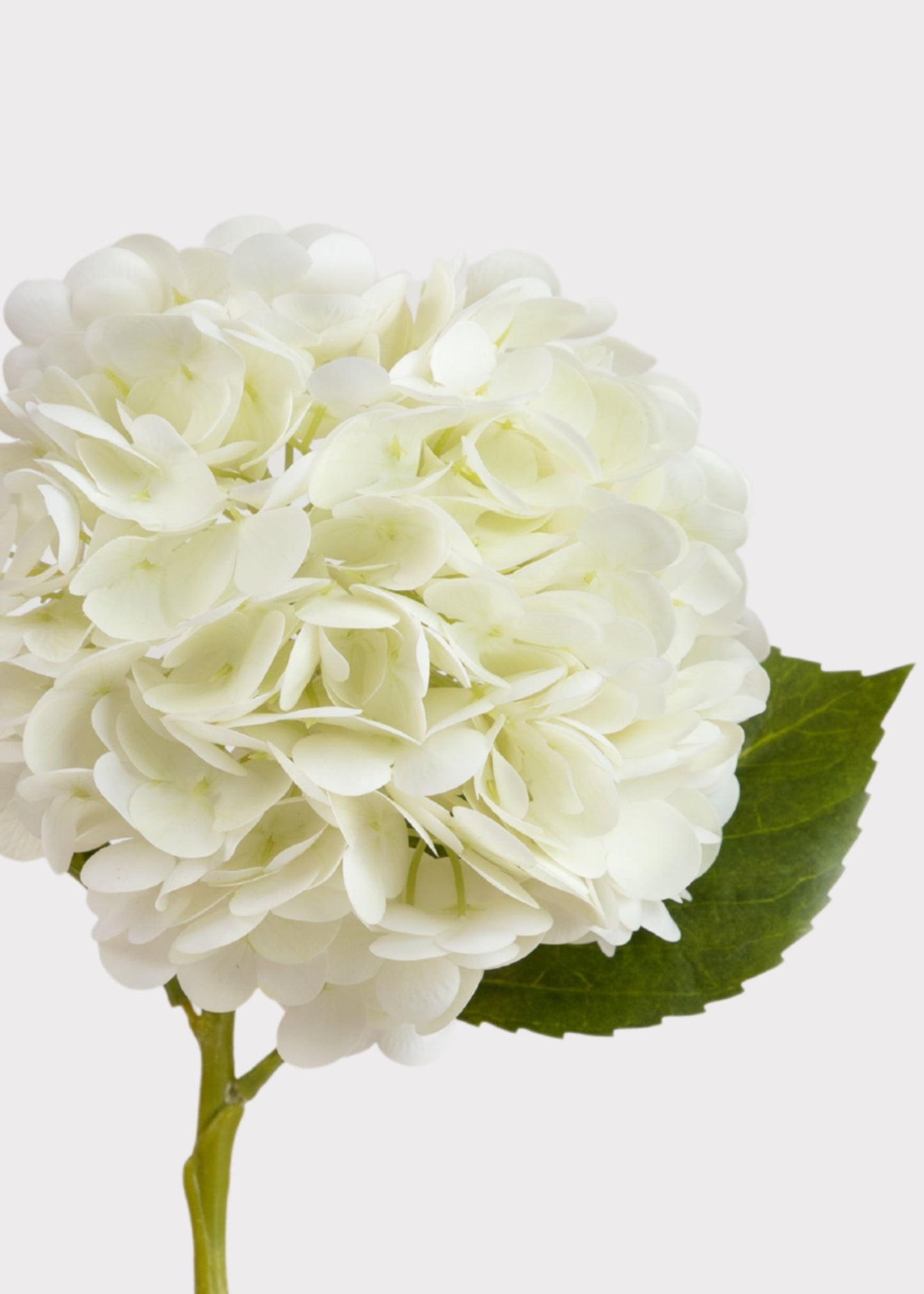 Real Touch Cream White Hydrangea Stem — 22"