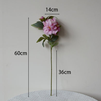 Mixed Colour Peony Bouquet — 5 Stems